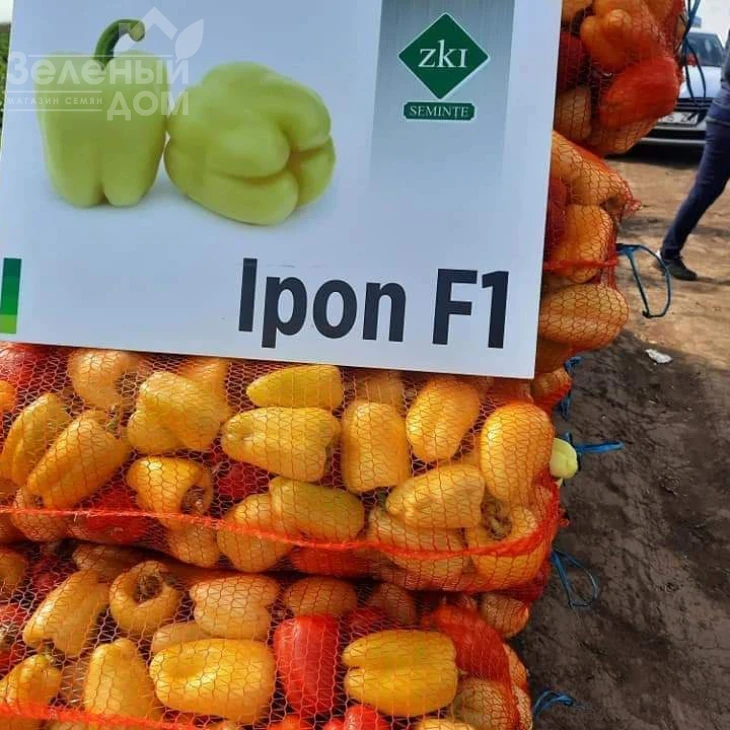 Айпон F1 / Ipon F1, 60-65 днів фото 3