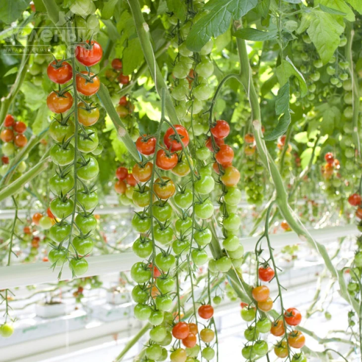 Сассари F1 / Sassari F1 фото 2