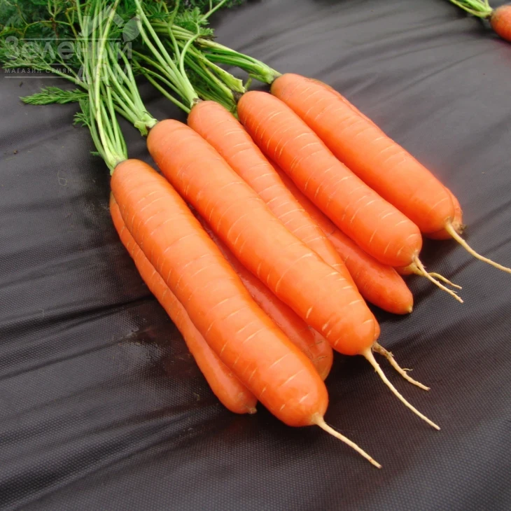 Дарина / Darina,135-145 дней фото 1