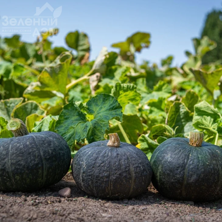 Люсинда F1 / Lyusinda F1  фото 1