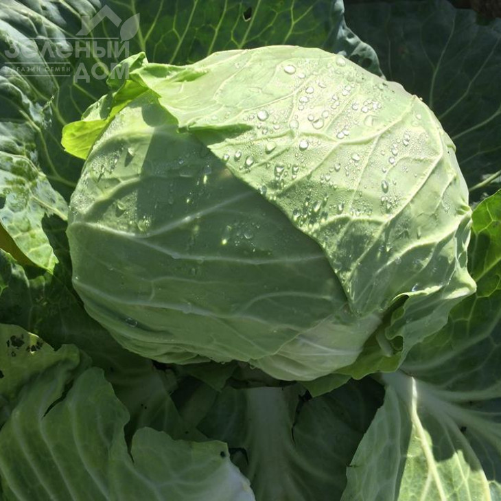 Компас F1 (Глоуб Мастер F1) / Compass F1 (Globe Master F1),80-85 днів фото 3