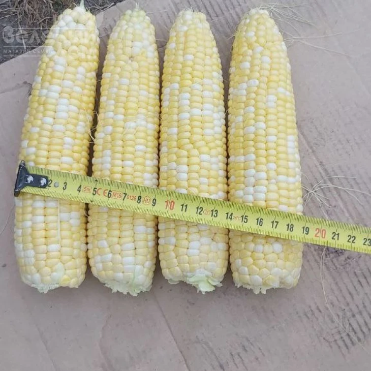 Ксанаду F1 ( Нирвана F1) / Xanadu F1 ( Nirvana F1), 71-72 дня фото 4