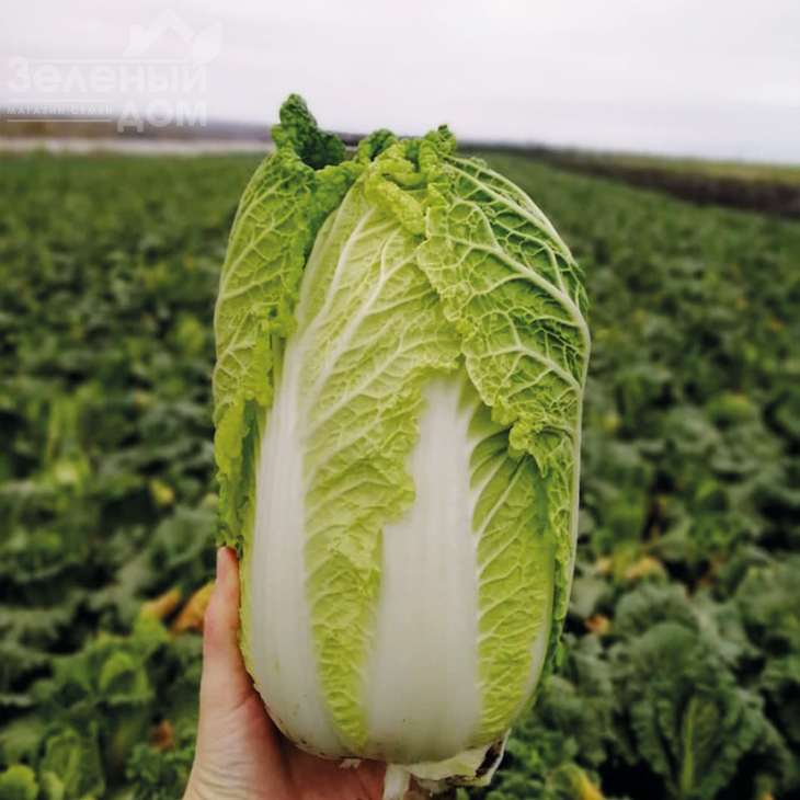 ЖС 4040 F1 / JS 4040 F1 фото 1