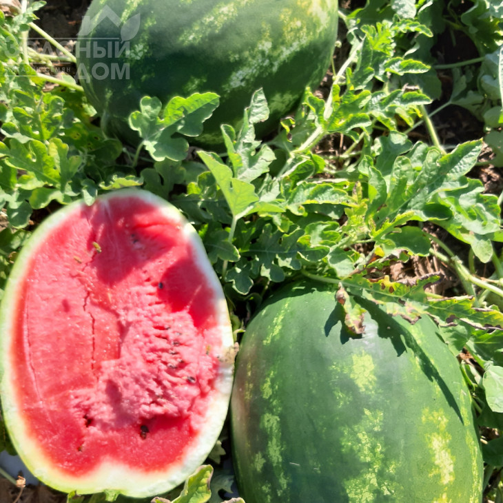 Фонтана F1 / Fontana F1, 65-67 днів фото 1