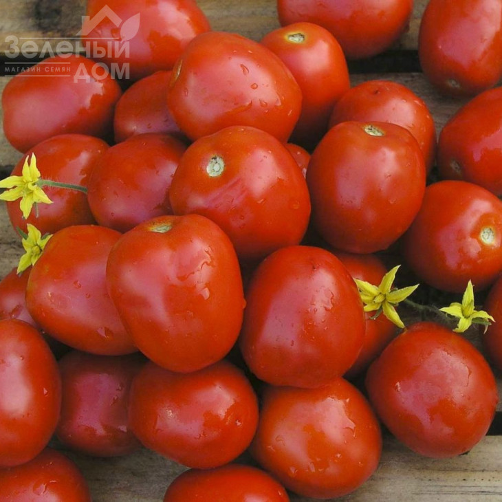 Лампо F1 / Lampo F1,95-100 днів фото 1