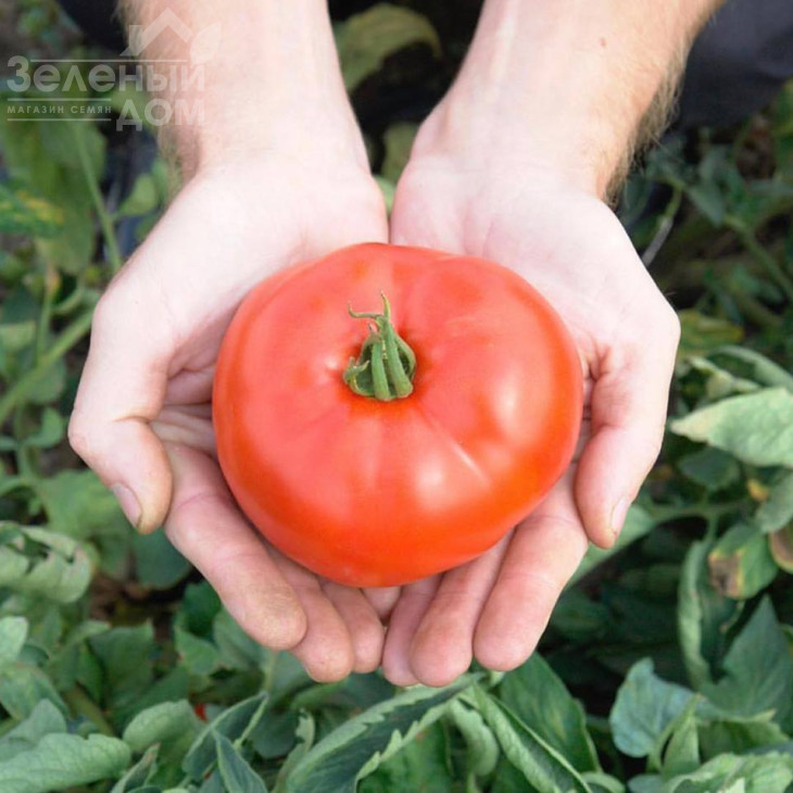 Флоріда F1 / Florida  F1,75 днів фото 2