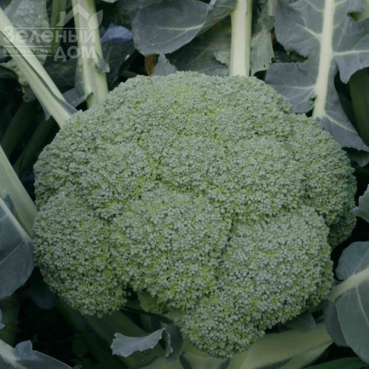 Квінта F1 / Quinta F1,80-85 днів фото 1