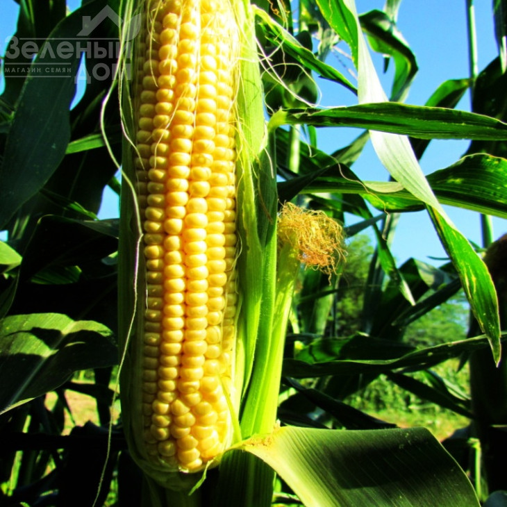 ЛС 899 F1 / LS 899 F1 фото 3