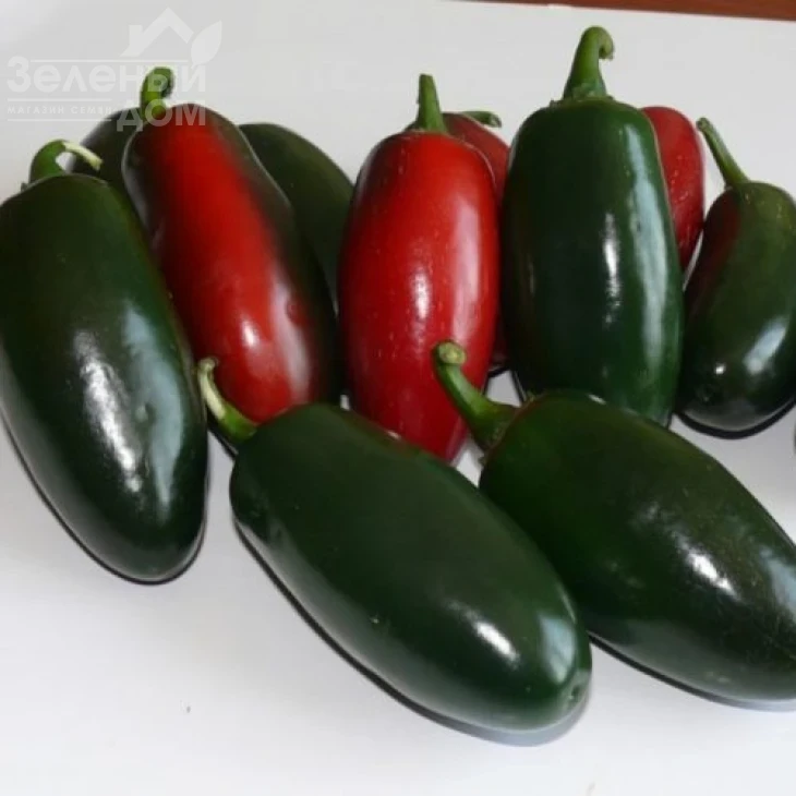 1851 F1 / 1851 F1,60 дней фото 1