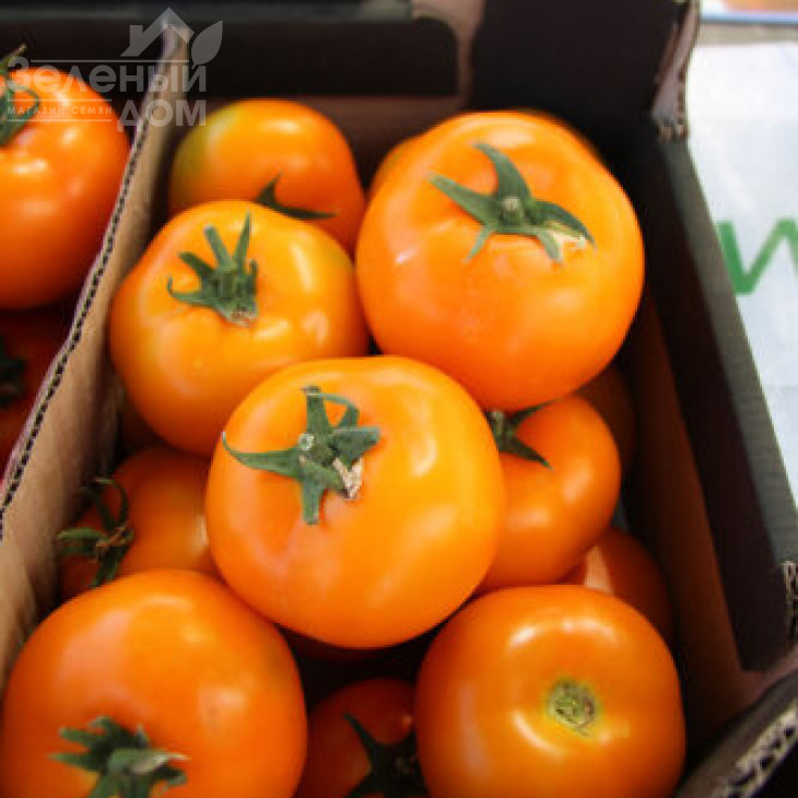 Єллоу Пешен F1 / Yellow Passion F1,100 днів фото 1