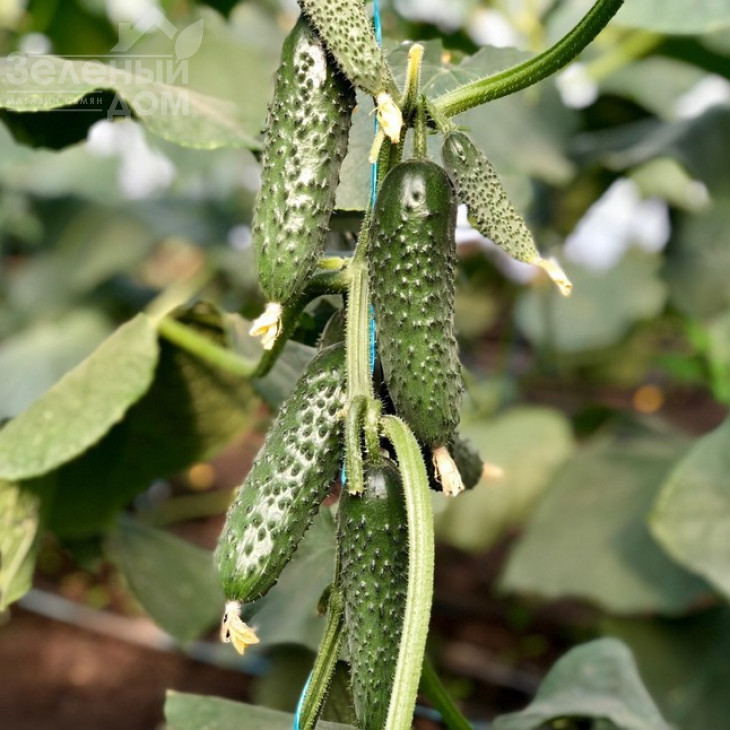 Северін F1 / Sewerin F1,32-35 днів фото 1