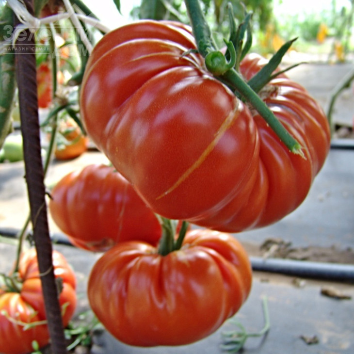 Брутус / Brutus фото 1