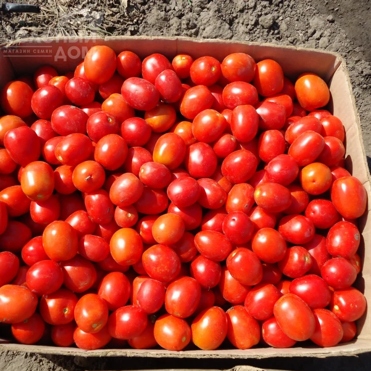 Адванс F1 / Advans F1,110-120 дней фото 2