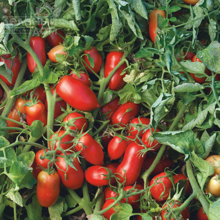 Умекс F1 / Umex F1, 63-65 днів фото 1