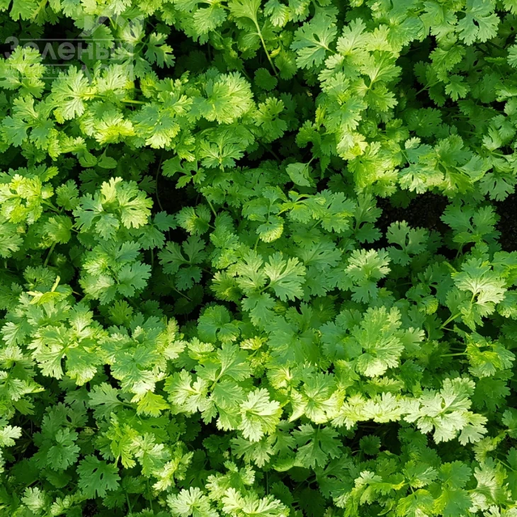 Марино / Marino,40-45 дней фото 3