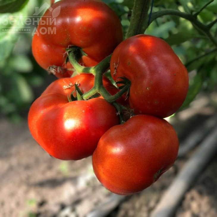 Оазіс F1 / Oazis F1,67-70 днів фото 16