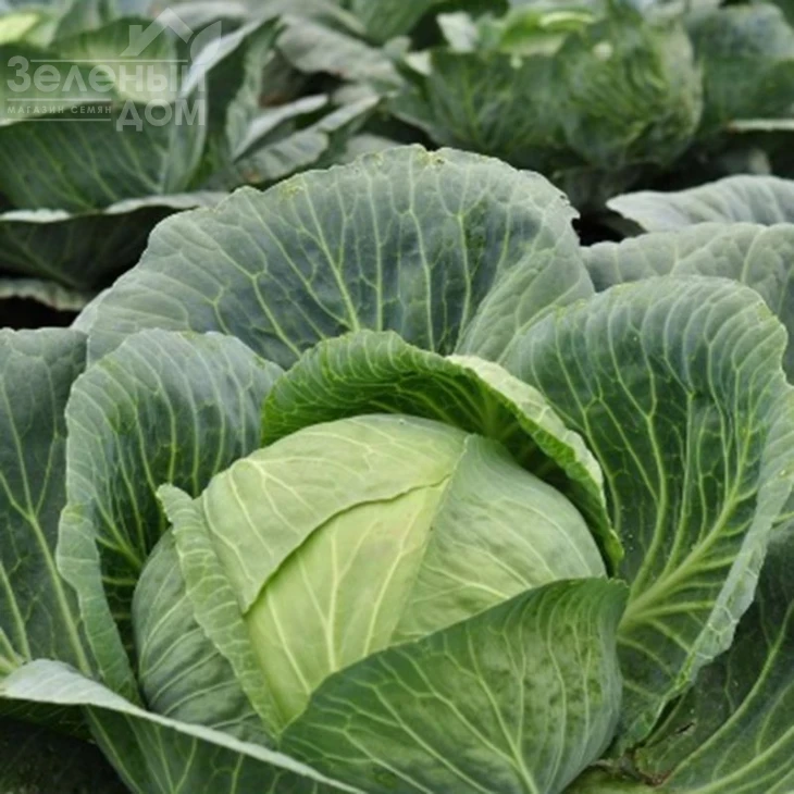 Арета (INX 511) F1 / Areta (INX 511) F1 фото 1