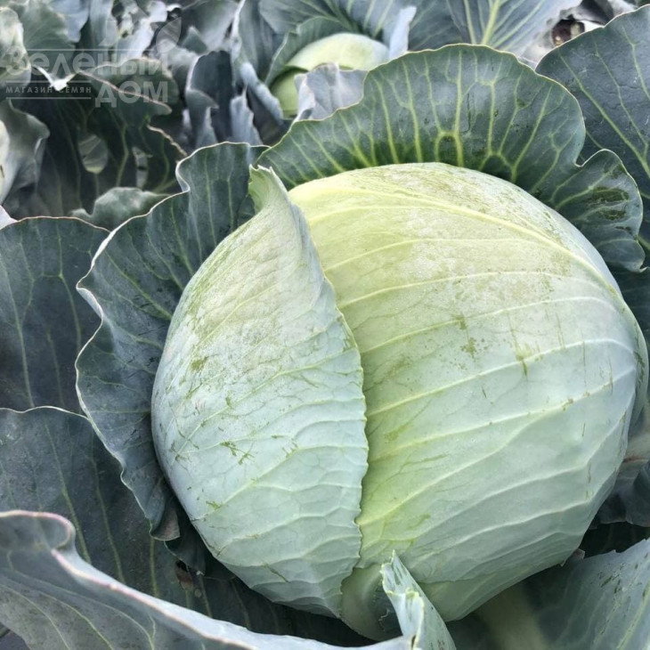 Конгама F1 / Congama F1,115-120 днів фото 3