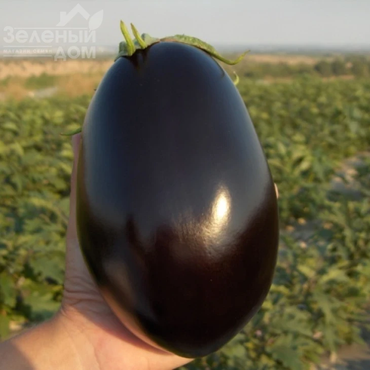 Матрона F1 / Matrona F1 фото 1