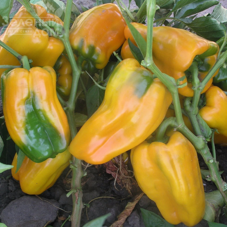 Джеміні F1 / Gemini F1,72-78 днів фото 1