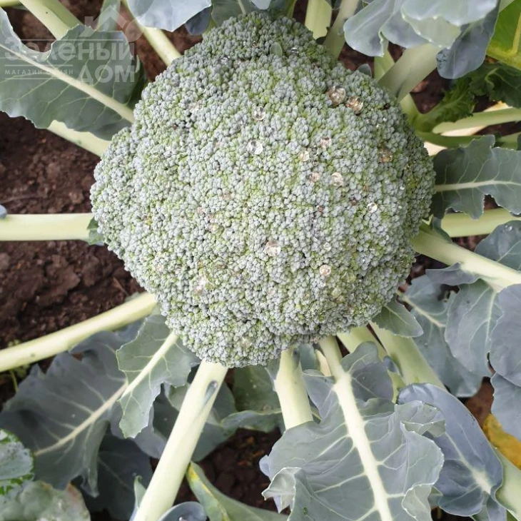 Стирлинг F1 / Styrlynh F1,78-80 дней фото 4