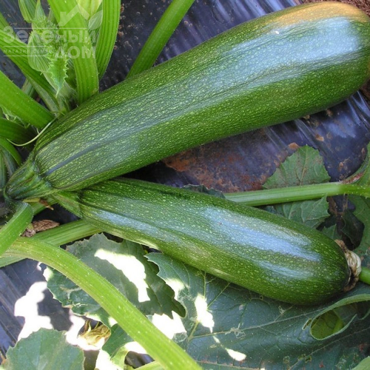 Тарміно F1 / Tarmino F1,45 днів фото 1