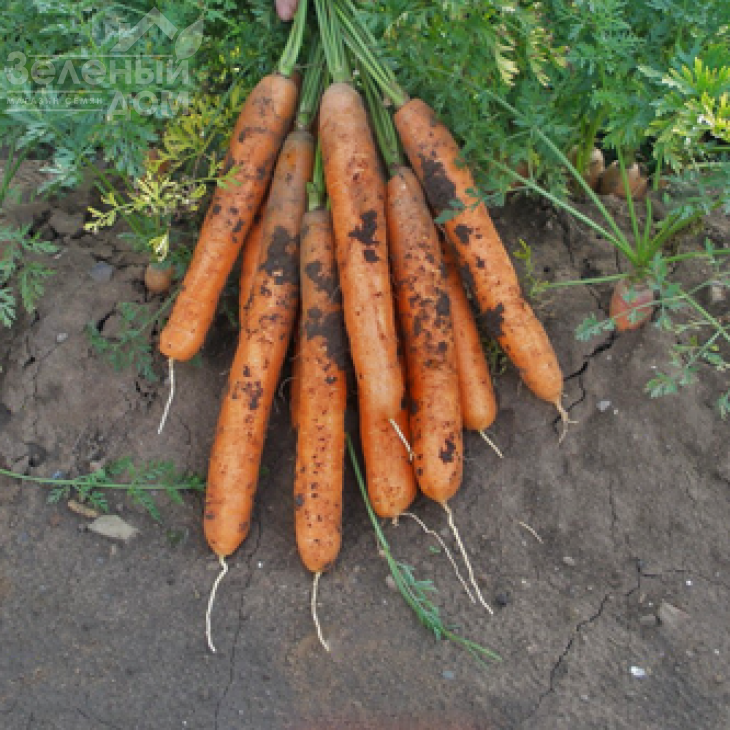 Аніна / Anina,110-120 днів фото 2