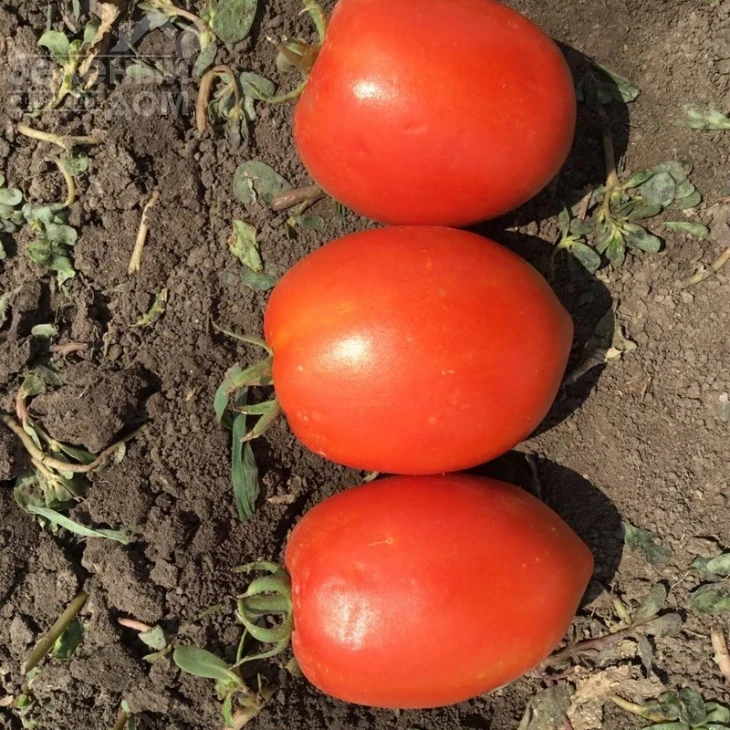 Кафа F1 / Kafa F1,70-75 дней фото 1