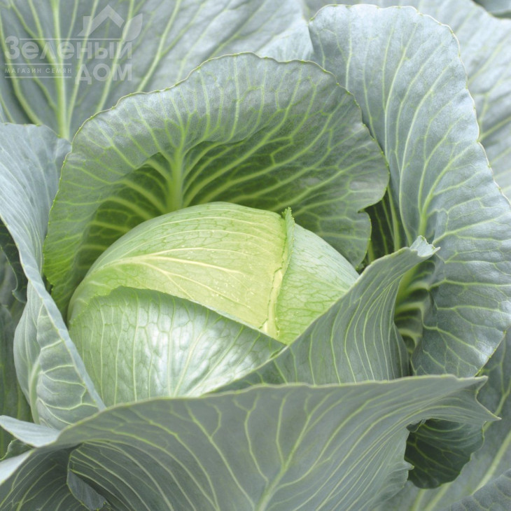 Емпаер F1 / Empire F1,90 днів фото 1