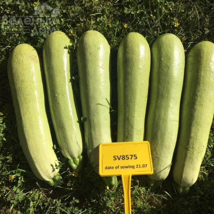 СВ 8575 F1 / SV 8575 F1 фото 1