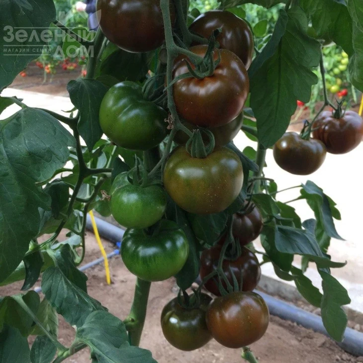 Биг Сашер F1 / Big Sasher F1 фото 4