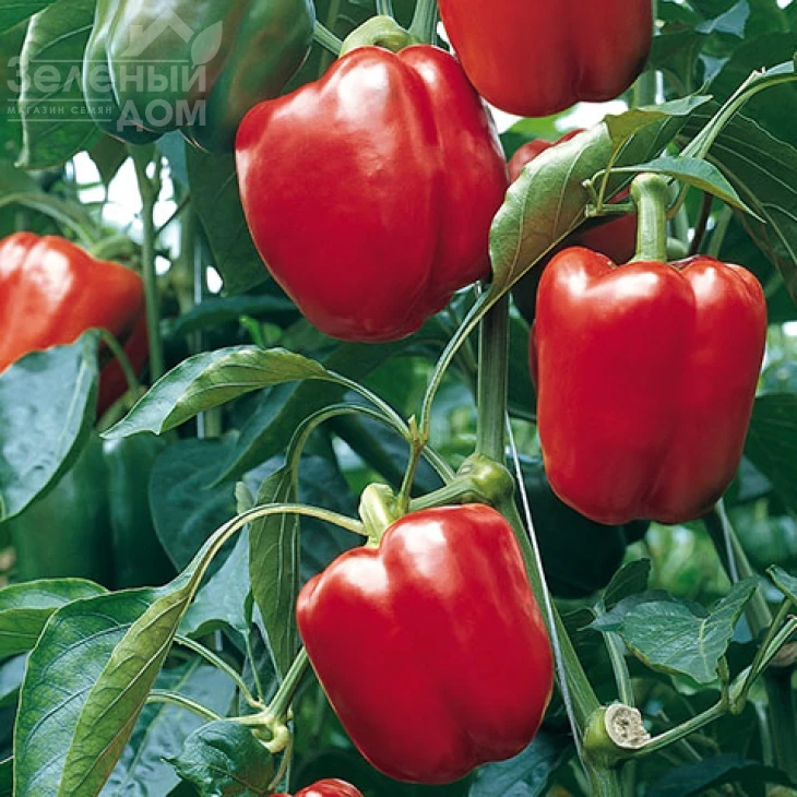 Прокрафт F1 / Prokraft F1 фото 1