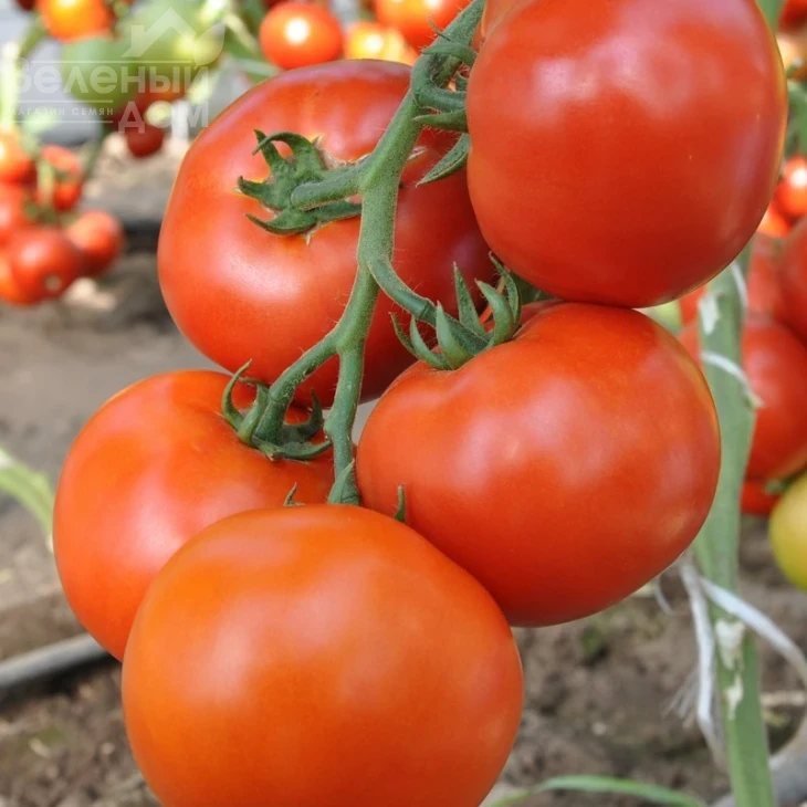 Махитос F1 / Mahitos F1,90-100 дней фото 2