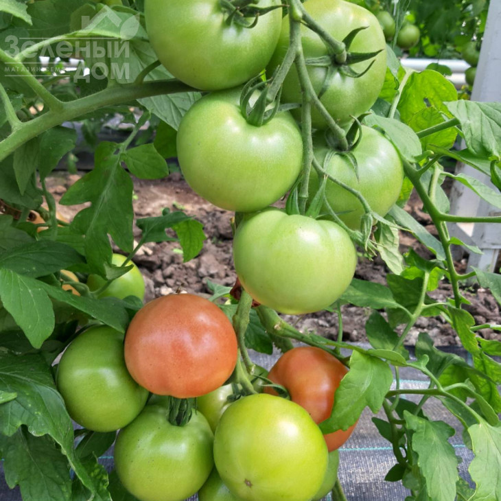 Сім-Сім (ЕЗ 777) F1 / Sim-Sim (EZ 777) F1, 60-65 днів фото 4