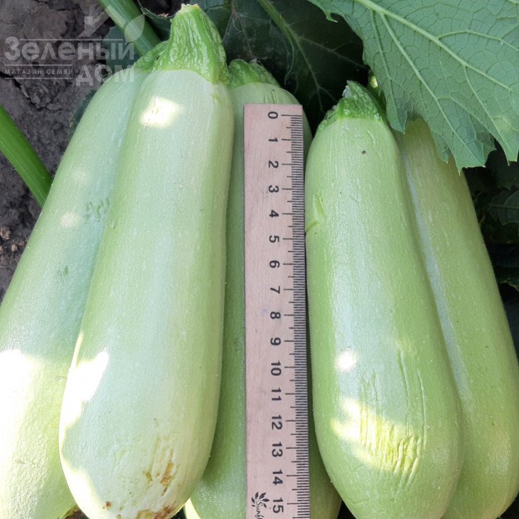 Хеп Мен (ЕЗ 31) F1 / Happy Man (EZ 31) F1, 45-50 днів фото 1