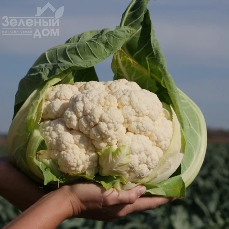 Ардент F1 / Ardent F1,80-85 дней фото 2