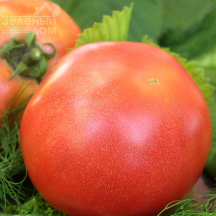 Банзай / Banzay фото 1