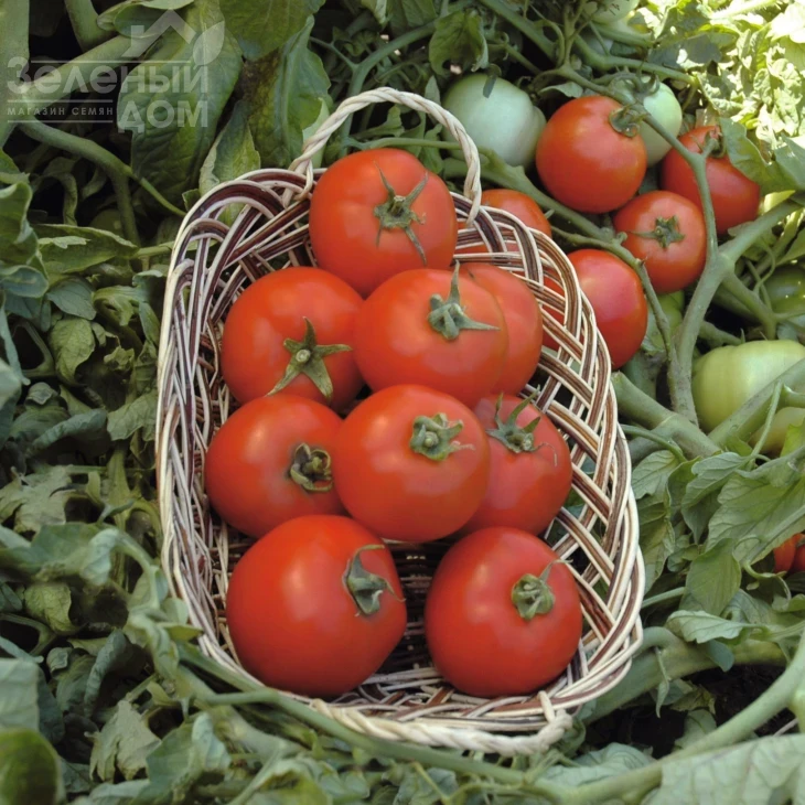 Полбиг F1 / Polbig F1,62-65 дней фото 2