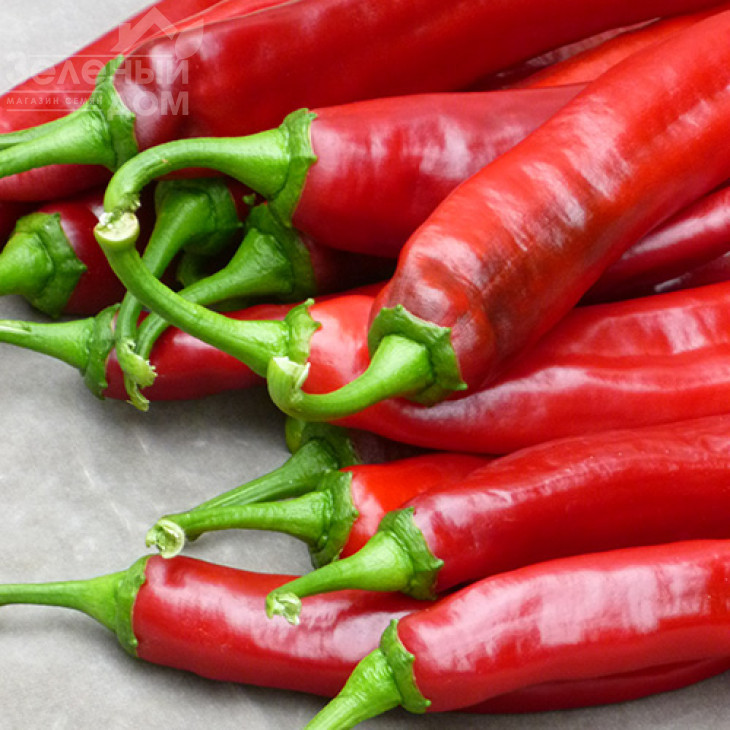 Палоташ F1 / Palotash F1, 95-110 днів фото 4