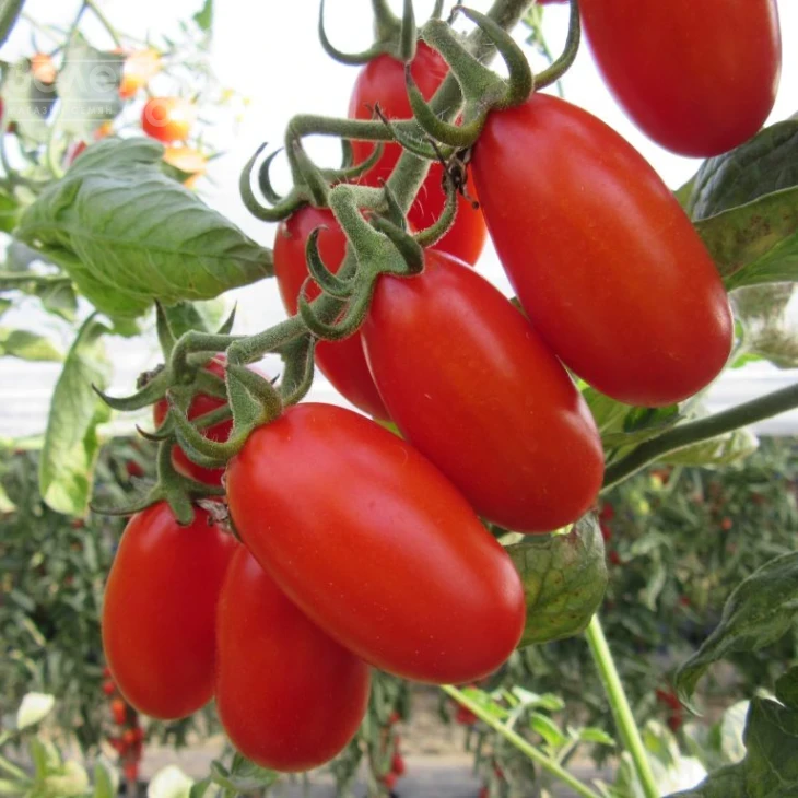 Цуккерино F1 / Zukkerino F1 фото 2