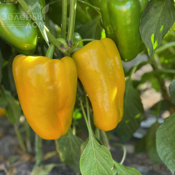 Санта F1 / Santa F1,60 днів фото 1