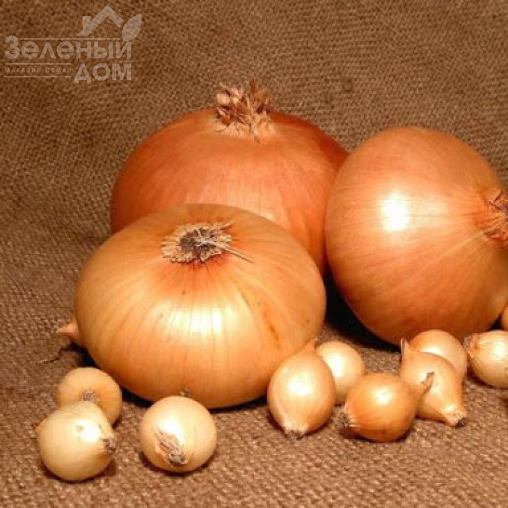 Штутгартер Різен / Shtutgarter Rizen,100-110 днів фото 1