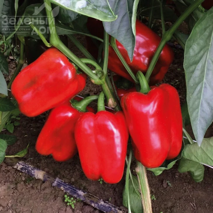 Клерени F1 / Klarany F1 фото 1