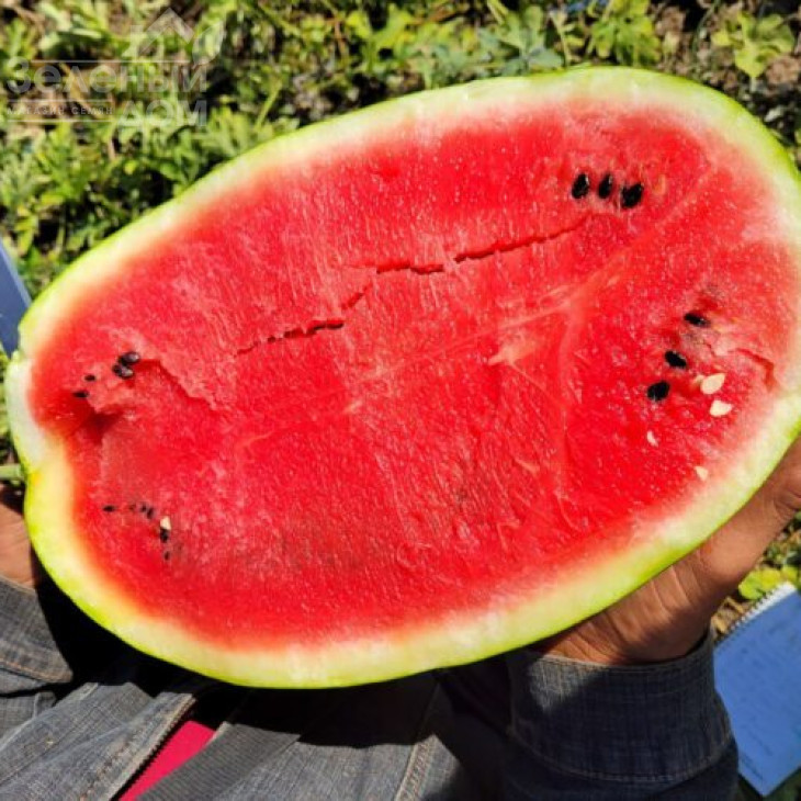 Бінго F1 / Bingo F1, 68-70 днів фото 1