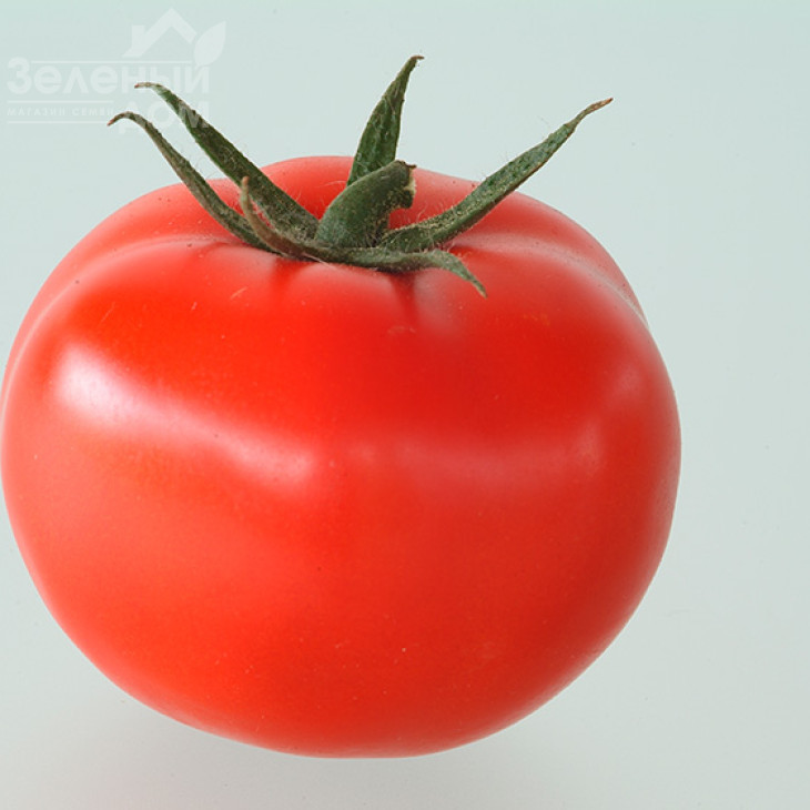 Магнус F1 / Magnus F1,60-65 днів фото 1