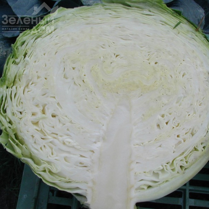 Кубок F1 / Kubok F1,85-90 днів фото 3