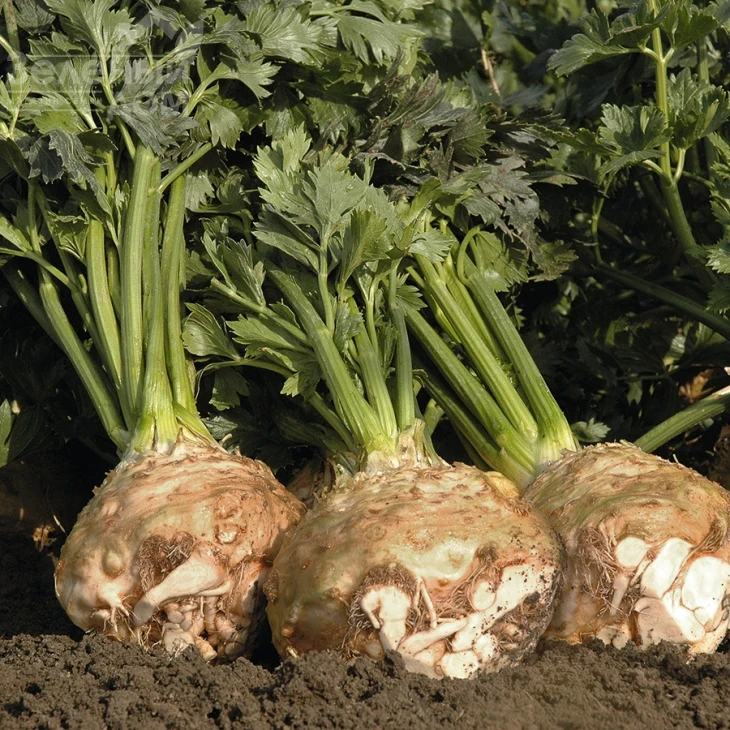 Балена / Balena,140 дней фото 1