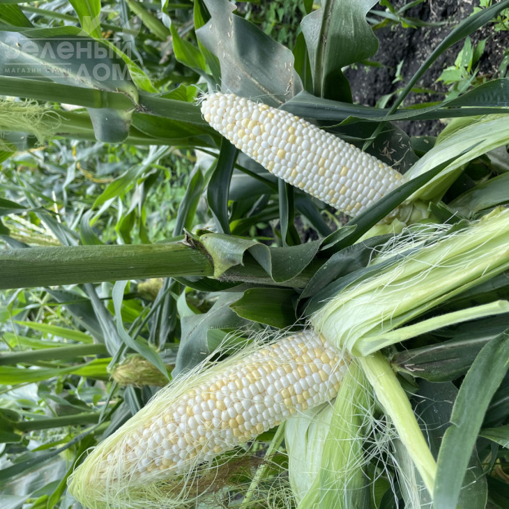 Вайт Туз F1 / White Tuz F1, 65-67 днів фото 7