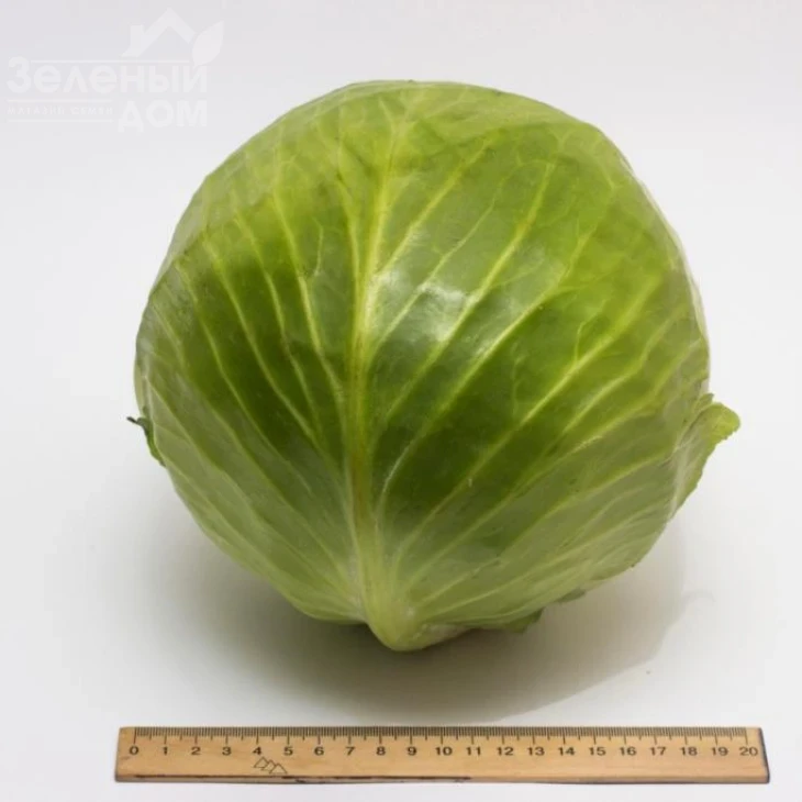 Ритейл F1 / Retail F1, 120-130 дней фото 1