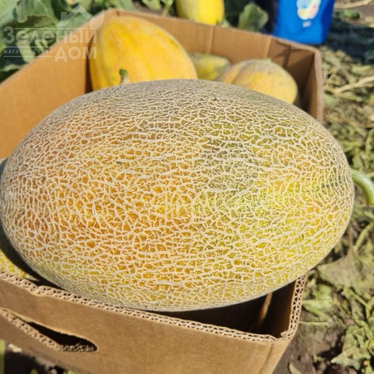 Мегарін F1 / Megarin F1 фото 1